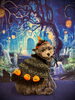 パンプキン大魔王🎃　byぷっか「ハロウィンフォトコンテスト🎃byましゅまろ幼稚園🐾」
