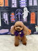 チャコちゃん「Happy Halloween 2026🎃」