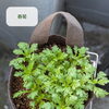 【ベランダ菜園レポート】生ごみ堆肥で育てる秋の野菜たち