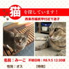 【西条市福武甲付近】迷い猫を探しています（不明になった日：2026年9月5日）