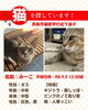 「【西条市福武甲付近】迷い猫を探しています（不明になった日：2026年9月5日）」