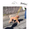 ＼お散歩レクチャー🦮🚶‍♀️自転車に対する突進・吠え／