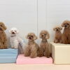 ましゅまろ幼稚園🐾