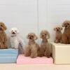 ましゅまろ幼稚園🐾