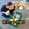 みんなで協力して薪カット！一つひとつの工程を丁寧に心を込めて進めています