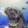 ミックス犬のれお君♪ハロウィン仕様ですっきり愛らしい姿に