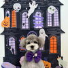 Happy Halloween 2026🎃　はじめまして