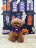 もなちゃん「Happy Halloween 2026🎃」
