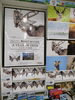 「柳楽航平さんの1st写真集。『A YEAR OF DEER』」