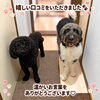 嬉しい口コミをいただきました🐾2頭の愛犬とのお留守番サポート