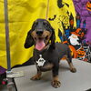 軽くなった【どっぐさろんあきゅ　小型犬専門　トリミング　ペットサロン　京都市南区上鳥羽】
