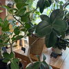 観葉植物入荷しました🪴【越前市/花屋/生花/フラワーアレンジメント/ふるーれ・T】