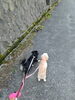 犬「🐶🌾 丹後王国ドッグランフェスタに出店します！ 🌾🐶」
