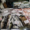 📣本日のお魚情報🐟