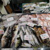 📣本日のお魚情報🐟