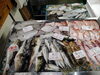 2026年10月18日 店内「📣本日のお魚情報🐟」