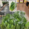 きてか〜なで見つける！旬の葉物野菜とおすすめ調味料🌿