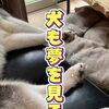 ＼犬も夢を見る？🐶💤／