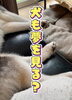 「＼犬も夢を見る？🐶💤／」