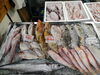 2026年10月19日 店内「📣本日のお魚情報🐟」