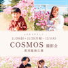 江戸川区・江東区・葛飾区で楽しむ出張撮影｜葛西臨海公園でふんわりやさしいコスモス撮影会を開催します
