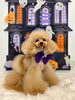れん太くん「Happy Halloween 2026🎃＆サロン予約状況」