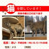 【西条市樋之口付近】迷い猫を探しています（不明になった日：2026年10月13日）