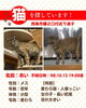 「【西条市樋之口付近】迷い猫を探しています（不明になった日：2026年10月13日）」