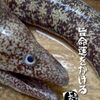 ウツボ入荷致しました！