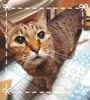 秋バテ知らずのうちの猫🐱🎶「夏からの疲れまだ引きずっていませんか？秋のうちに整えましょう」