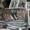 📣本日のお魚情報🐟