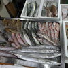 📣本日のお魚情報🐟
