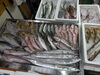 2026年10月20日 店内「📣本日のお魚情報🐟」