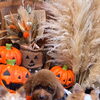 ハロウィンペット撮影あと3組様受付中｜パンパスグラスの森ハロウィンブースで花かんむり撮影【撮影無料】