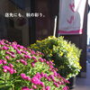 店先にも深まる秋の彩り。サギ草から小菊へ、會ベーグルの鉢植えが衣替えしました🍁