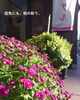秋は鮮やかな小菊たちがお客様をがお出迎えします🍁「店先にも深まる秋の彩り。サギ草から小菊へ、會ベーグルの鉢植えが衣替えしました🍁」