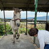 七飯町で楽しむ乗馬と動物ふれあい｜リピーター様向けプログラム「人馬一体」で馬との信頼関係を深める時間【馬のいる寺子屋】