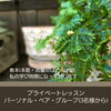 「プライベートレッスン」(パーソナル・ペア・グループ3名様から)それぞれのご希望レッスンをオーダーメイド致します🌹✨.ﾟ･*ご不安なくお寛ぎ下さい🌹✨.ﾟ･*硬い方へもおすすめです【福島市のヨガスタジオ/都度払い/プライベートレッスンあり】