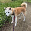 ドッグホテル