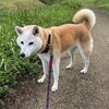 ドッグホテル