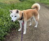 お泊まりの　るいちゃん「ドッグホテル」