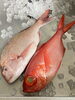 真鯛、金目鯛のお刺身できます「魚沼市の和食料理店　旬食や　香秀(かしゅう)です　真鯛と金目鯛とししゃも！！」