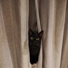 猫さんが姿を見せないお留守番でも大丈夫｜無理に探さず安全を確認する訪問の考え方