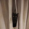 猫さんが姿を見せないお留守番でも大丈夫｜無理に探さず安全を確認する訪問の考え方