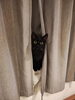 「猫さんが姿を見せないお留守番でも大丈夫｜無理に探さず安全を確認する訪問の考え方」