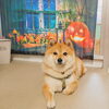今日のお友達