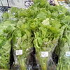 実りの秋がずらり！新鮮な地元野菜や旬の果物との出会いを楽しむ青果売り場へ遊びに来ませんか？