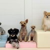 ましゅまろ幼稚園🐾