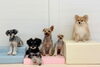 こはくちゃん♡このはちゃん♡クーくん♡ふむくん♡ニカちゃん「ましゅまろ幼稚園🐾」