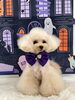 きなこちゃん「Happy Halloween 2026🎃」